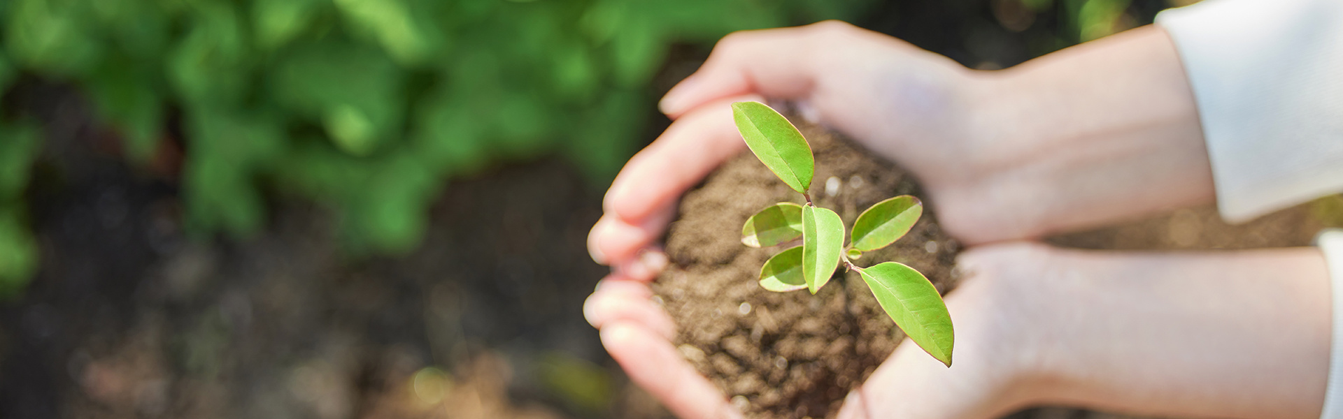 绿色博彩：公益项目捐赠行动